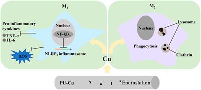Cu-loaded polyurethane to reduce ureteral stent microbes adherence and regulation of the inflammation response to RAW264.7